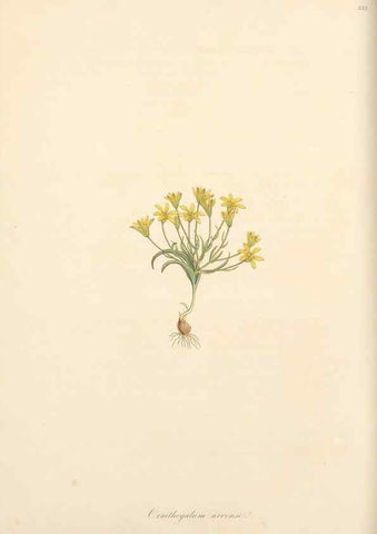 Reproducción/Reproduction 49556873593: Flora Graeca, sive, Plantarum rariorum historia, quas in provinciis aut insulis Graeciae /. Londini :Typis Richardi Taylor et socii, in Vico Shoe-Lane :MDCCCVI-MDCCCXL [1806-1840].. 