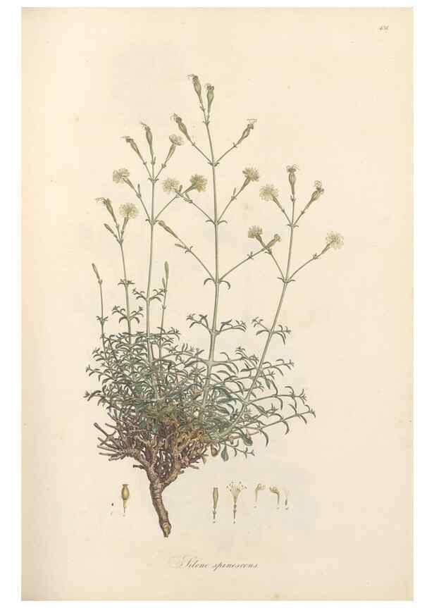 Reproducción/Reproduction 49557562331: Flora Graeca, sive, Plantarum rariorum historia, quas in provinciis aut insulis Graeciae /. Londini :Typis Richardi Taylor et socii, in Vico Shoe-Lane :MDCCCVI-MDCCCXL [1806-1840].. 