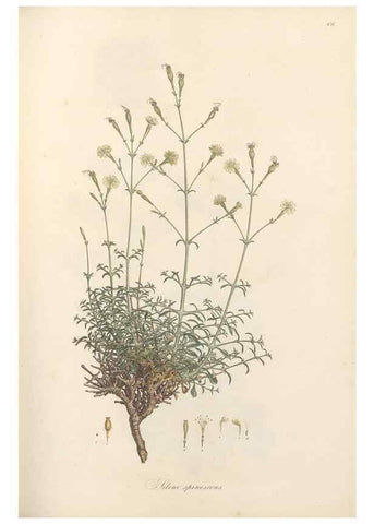 Reproducción/Reproduction 49557562331: Flora Graeca, sive, Plantarum rariorum historia, quas in provinciis aut insulis Graeciae /. Londini :Typis Richardi Taylor et socii, in Vico Shoe-Lane :MDCCCVI-MDCCCXL [1806-1840].. 