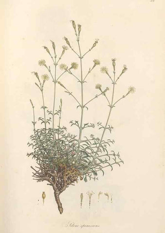 Reproducción/Reproduction 49557562331: Flora Graeca, sive, Plantarum rariorum historia, quas in provinciis aut insulis Graeciae /. Londini :Typis Richardi Taylor et socii, in Vico Shoe-Lane :MDCCCVI-MDCCCXL [1806-1840].. 