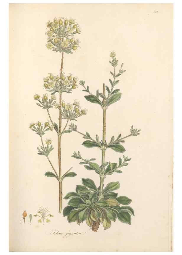 Reproducción/Reproduction 49557065043: Flora Graeca, sive, Plantarum rariorum historia, quas in provinciis aut insulis Graeciae /. Londini :Typis Richardi Taylor et socii, in Vico Shoe-Lane :MDCCCVI-MDCCCXL [1806-1840].. 