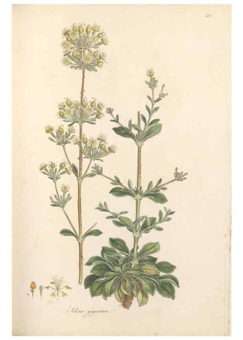Reproducción/Reproduction 49557065043: Flora Graeca, sive, Plantarum rariorum historia, quas in provinciis aut insulis Graeciae /. Londini :Typis Richardi Taylor et socii, in Vico Shoe-Lane :MDCCCVI-MDCCCXL [1806-1840].. 