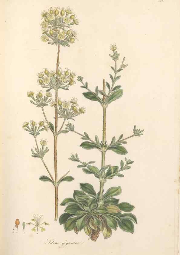 Reproducción/Reproduction 49557065043: Flora Graeca, sive, Plantarum rariorum historia, quas in provinciis aut insulis Graeciae /. Londini :Typis Richardi Taylor et socii, in Vico Shoe-Lane :MDCCCVI-MDCCCXL [1806-1840].. 