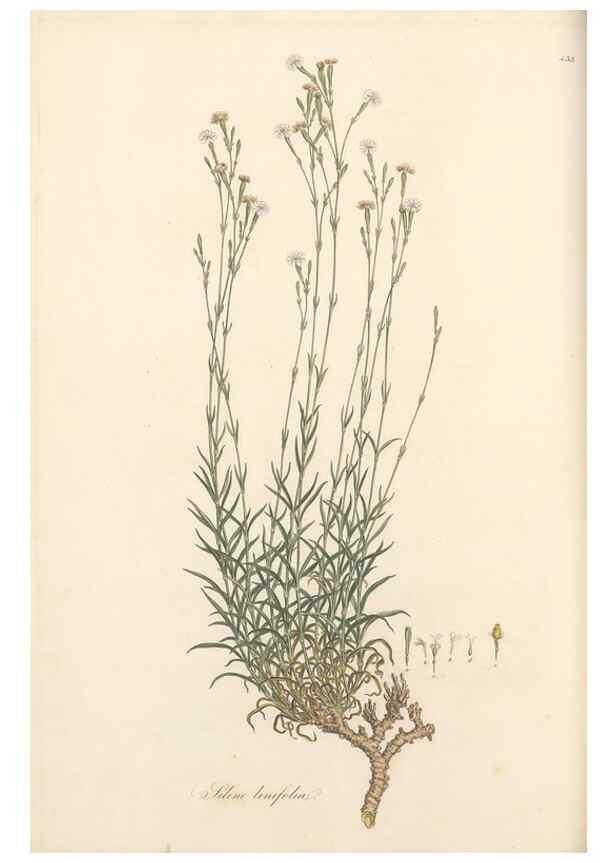 Reproducción/Reproduction 49557065328: Flora Graeca, sive, Plantarum rariorum historia, quas in provinciis aut insulis Graeciae /. Londini :Typis Richardi Taylor et socii, in Vico Shoe-Lane :MDCCCVI-MDCCCXL [1806-1840].. 