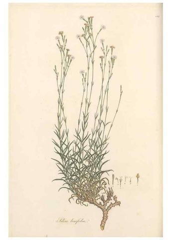 Reproducción/Reproduction 49557065328: Flora Graeca, sive, Plantarum rariorum historia, quas in provinciis aut insulis Graeciae /. Londini :Typis Richardi Taylor et socii, in Vico Shoe-Lane :MDCCCVI-MDCCCXL [1806-1840].. 