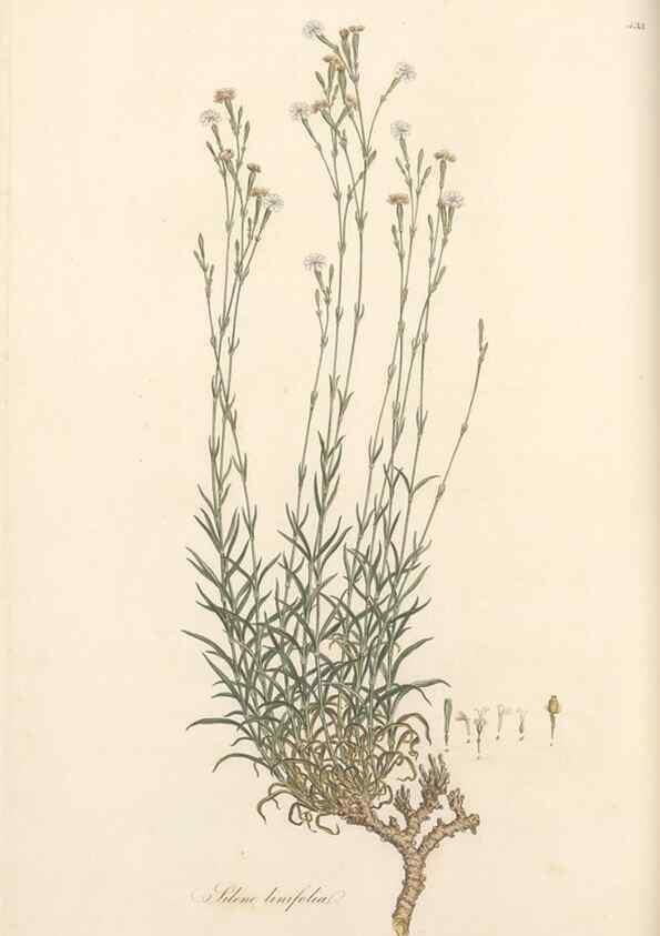 Reproducción/Reproduction 49557065328: Flora Graeca, sive, Plantarum rariorum historia, quas in provinciis aut insulis Graeciae /. Londini :Typis Richardi Taylor et socii, in Vico Shoe-Lane :MDCCCVI-MDCCCXL [1806-1840].. 