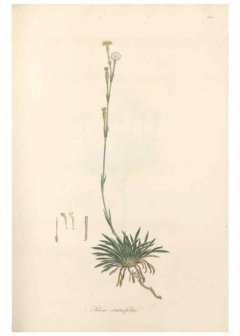 Reproducción/Reproduction 49557563311: Flora Graeca, sive, Plantarum rariorum historia, quas in provinciis aut insulis Graeciae /. Londini :Typis Richardi Taylor et socii, in Vico Shoe-Lane :MDCCCVI-MDCCCXL [1806-1840].. 