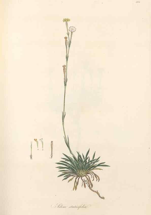 Reproducción/Reproduction 49557563311: Flora Graeca, sive, Plantarum rariorum historia, quas in provinciis aut insulis Graeciae /. Londini :Typis Richardi Taylor et socii, in Vico Shoe-Lane :MDCCCVI-MDCCCXL [1806-1840].. 