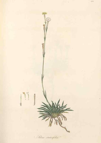 Reproducción/Reproduction 49557563311: Flora Graeca, sive, Plantarum rariorum historia, quas in provinciis aut insulis Graeciae /. Londini :Typis Richardi Taylor et socii, in Vico Shoe-Lane :MDCCCVI-MDCCCXL [1806-1840].. 