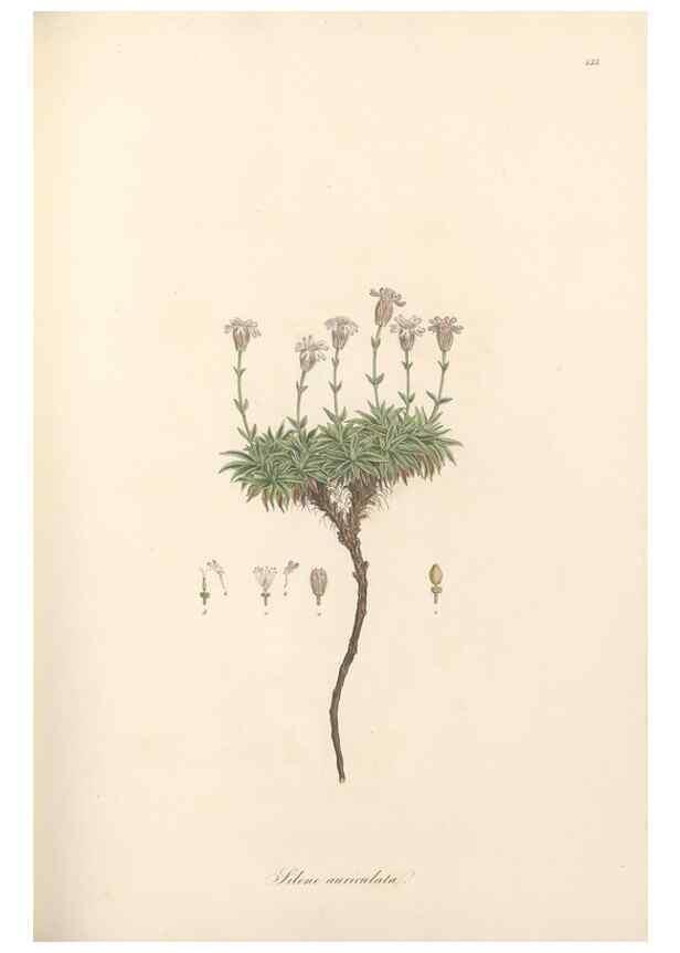 Reproducción/Reproduction 49557563651: Flora Graeca, sive, Plantarum rariorum historia, quas in provinciis aut insulis Graeciae /. Londini :Typis Richardi Taylor et socii, in Vico Shoe-Lane :MDCCCVI-MDCCCXL [1806-1840].. 
