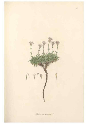 Reproducción/Reproduction 49557563651: Flora Graeca, sive, Plantarum rariorum historia, quas in provinciis aut insulis Graeciae /. Londini :Typis Richardi Taylor et socii, in Vico Shoe-Lane :MDCCCVI-MDCCCXL [1806-1840].. 