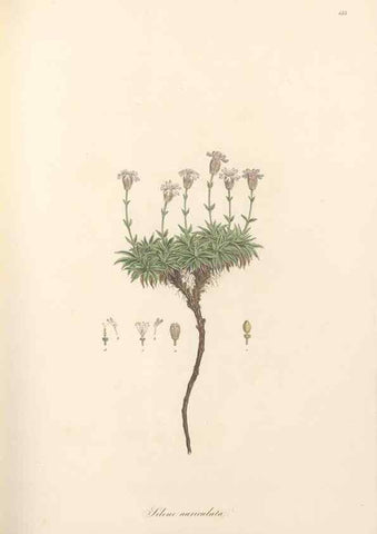 Reproducción/Reproduction 49557563651: Flora Graeca, sive, Plantarum rariorum historia, quas in provinciis aut insulis Graeciae /. Londini :Typis Richardi Taylor et socii, in Vico Shoe-Lane :MDCCCVI-MDCCCXL [1806-1840].. 