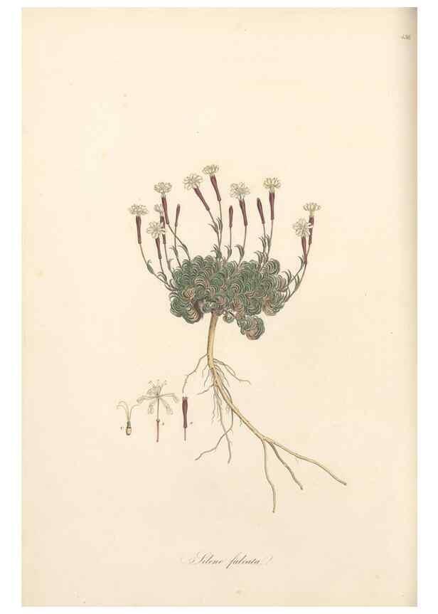 Reproducción/Reproduction 49557066238: Flora Graeca, sive, Plantarum rariorum historia, quas in provinciis aut insulis Graeciae /. Londini :Typis Richardi Taylor et socii, in Vico Shoe-Lane :MDCCCVI-MDCCCXL [1806-1840].. 