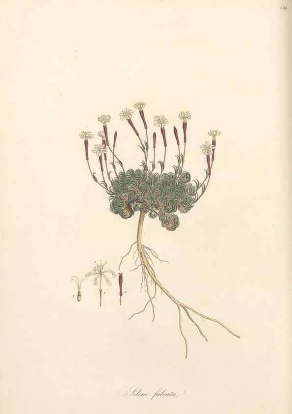 Reproducción/Reproduction 49557066238: Flora Graeca, sive, Plantarum rariorum historia, quas in provinciis aut insulis Graeciae /. Londini :Typis Richardi Taylor et socii, in Vico Shoe-Lane :MDCCCVI-MDCCCXL [1806-1840].. 