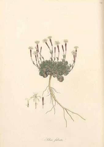 Reproducción/Reproduction 49557066238: Flora Graeca, sive, Plantarum rariorum historia, quas in provinciis aut insulis Graeciae /. Londini :Typis Richardi Taylor et socii, in Vico Shoe-Lane :MDCCCVI-MDCCCXL [1806-1840].. 