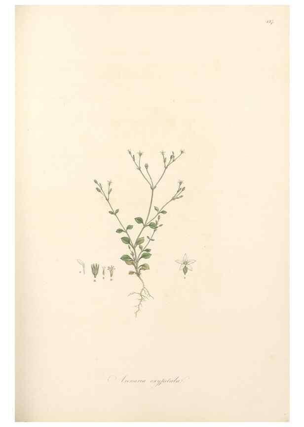 Reproducción/Reproduction 49557798967: Flora Graeca, sive, Plantarum rariorum historia, quas in provinciis aut insulis Graeciae /. Londini :Typis Richardi Taylor et socii, in Vico Shoe-Lane :MDCCCVI-MDCCCXL [1806-1840].. 