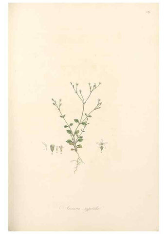 Reproducción/Reproduction 49557798967: Flora Graeca, sive, Plantarum rariorum historia, quas in provinciis aut insulis Graeciae /. Londini :Typis Richardi Taylor et socii, in Vico Shoe-Lane :MDCCCVI-MDCCCXL [1806-1840].. 
