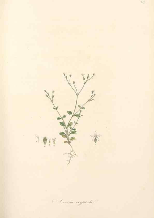 Reproducción/Reproduction 49557798967: Flora Graeca, sive, Plantarum rariorum historia, quas in provinciis aut insulis Graeciae /. Londini :Typis Richardi Taylor et socii, in Vico Shoe-Lane :MDCCCVI-MDCCCXL [1806-1840].. 