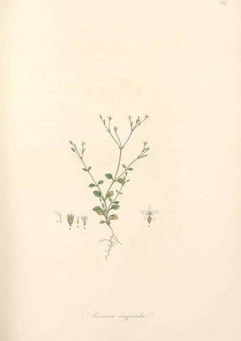 Reproducción/Reproduction 49557798967: Flora Graeca, sive, Plantarum rariorum historia, quas in provinciis aut insulis Graeciae /. Londini :Typis Richardi Taylor et socii, in Vico Shoe-Lane :MDCCCVI-MDCCCXL [1806-1840].. 