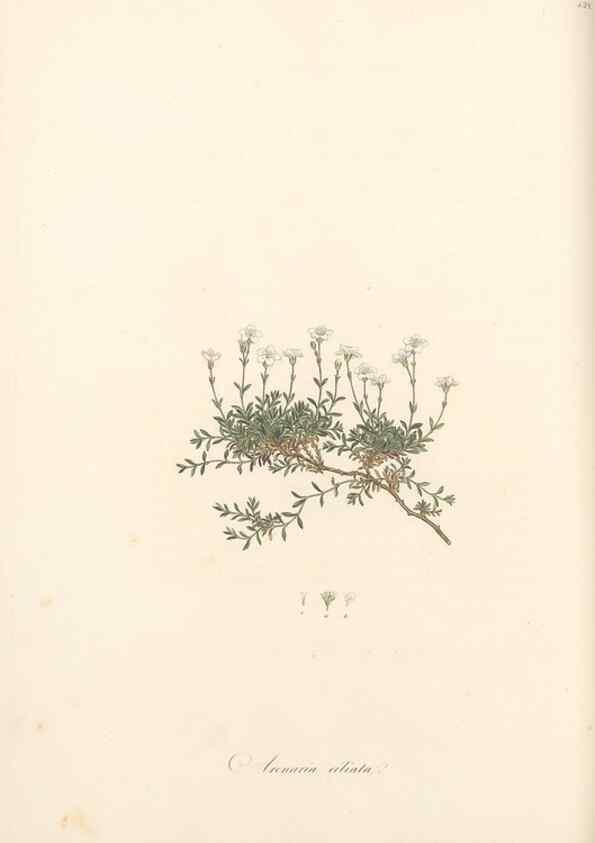 Reproducción/Reproduction 49557564501: Flora Graeca, sive, Plantarum rariorum historia, quas in provinciis aut insulis Graeciae /. Londini :Typis Richardi Taylor et socii, in Vico Shoe-Lane :MDCCCVI-MDCCCXL [1806-1840].. 