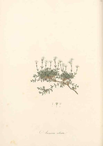 Reproducción/Reproduction 49557564501: Flora Graeca, sive, Plantarum rariorum historia, quas in provinciis aut insulis Graeciae /. Londini :Typis Richardi Taylor et socii, in Vico Shoe-Lane :MDCCCVI-MDCCCXL [1806-1840].. 