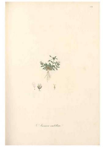 Reproducción/Reproduction 49557799517: Flora Graeca, sive, Plantarum rariorum historia, quas in provinciis aut insulis Graeciae /. Londini :Typis Richardi Taylor et socii, in Vico Shoe-Lane :MDCCCVI-MDCCCXL [1806-1840].. 
