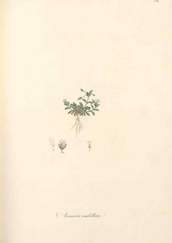 Reproducción/Reproduction 49557799517: Flora Graeca, sive, Plantarum rariorum historia, quas in provinciis aut insulis Graeciae /. Londini :Typis Richardi Taylor et socii, in Vico Shoe-Lane :MDCCCVI-MDCCCXL [1806-1840].. 