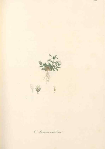 Reproducción/Reproduction 49557799517: Flora Graeca, sive, Plantarum rariorum historia, quas in provinciis aut insulis Graeciae /. Londini :Typis Richardi Taylor et socii, in Vico Shoe-Lane :MDCCCVI-MDCCCXL [1806-1840].. 