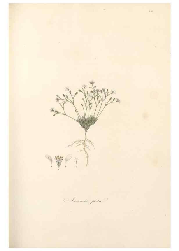 Reproducción/Reproduction 49557565066: Flora Graeca, sive, Plantarum rariorum historia, quas in provinciis aut insulis Graeciae /. Londini :Typis Richardi Taylor et socii, in Vico Shoe-Lane :MDCCCVI-MDCCCXL [1806-1840].. 