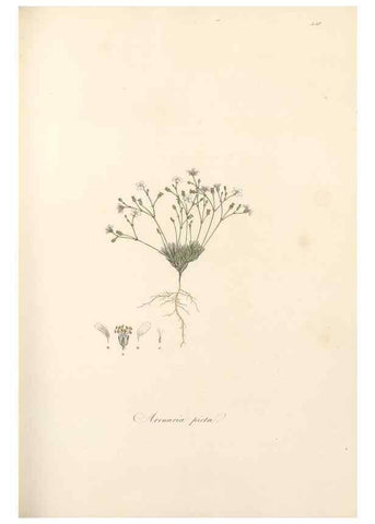 Reproducción/Reproduction 49557565066: Flora Graeca, sive, Plantarum rariorum historia, quas in provinciis aut insulis Graeciae /. Londini :Typis Richardi Taylor et socii, in Vico Shoe-Lane :MDCCCVI-MDCCCXL [1806-1840].. 