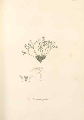 Reproducción/Reproduction 49557565066: Flora Graeca, sive, Plantarum rariorum historia, quas in provinciis aut insulis Graeciae /. Londini :Typis Richardi Taylor et socii, in Vico Shoe-Lane :MDCCCVI-MDCCCXL [1806-1840].. 