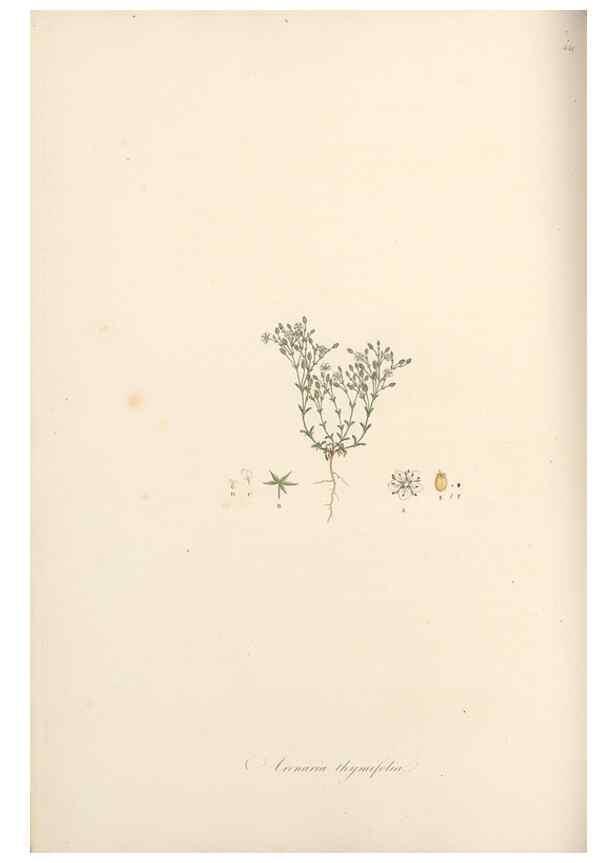 Reproducción/Reproduction 49557800082: Flora Graeca, sive, Plantarum rariorum historia, quas in provinciis aut insulis Graeciae /. Londini :Typis Richardi Taylor et socii, in Vico Shoe-Lane :MDCCCVI-MDCCCXL [1806-1840].. 