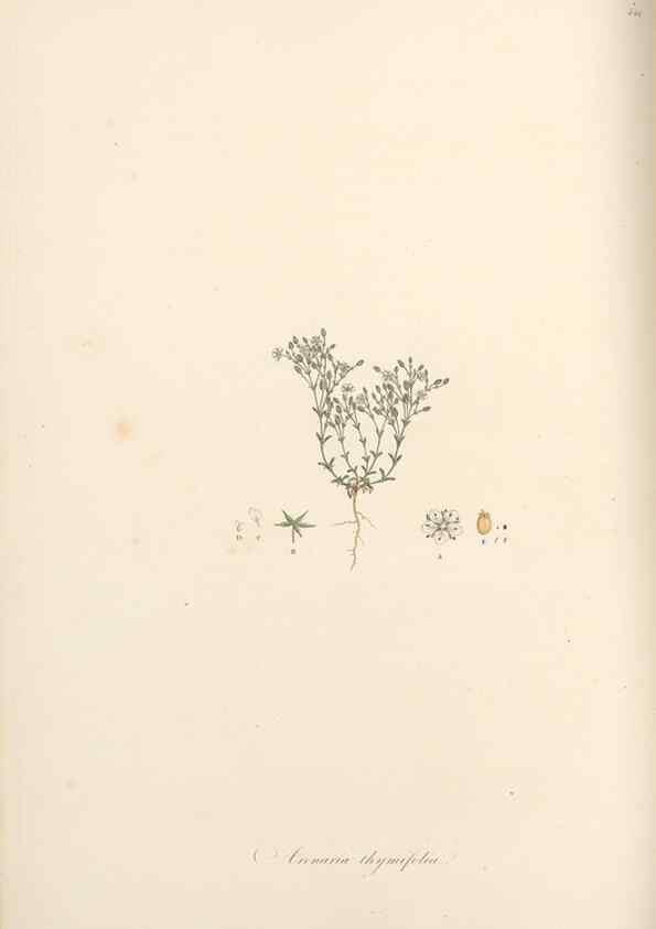 Reproducción/Reproduction 49557800082: Flora Graeca, sive, Plantarum rariorum historia, quas in provinciis aut insulis Graeciae /. Londini :Typis Richardi Taylor et socii, in Vico Shoe-Lane :MDCCCVI-MDCCCXL [1806-1840].. 