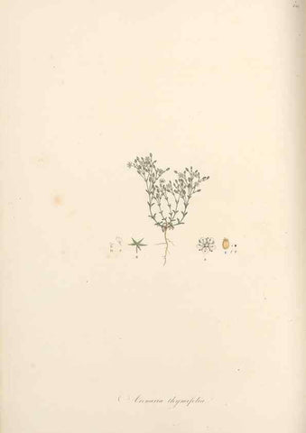 Reproducción/Reproduction 49557800082: Flora Graeca, sive, Plantarum rariorum historia, quas in provinciis aut insulis Graeciae /. Londini :Typis Richardi Taylor et socii, in Vico Shoe-Lane :MDCCCVI-MDCCCXL [1806-1840].. 