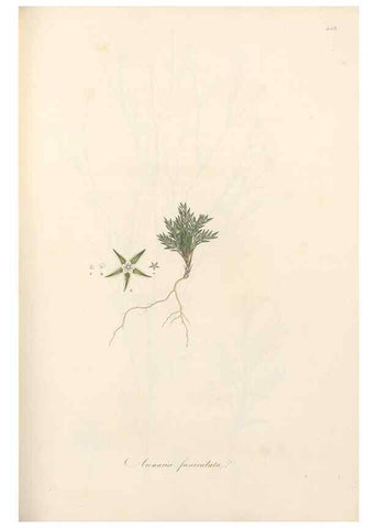 Reproducción/Reproduction 49557068033: Flora Graeca, sive, Plantarum rariorum historia, quas in provinciis aut insulis Graeciae /. Londini :Typis Richardi Taylor et socii, in Vico Shoe-Lane :MDCCCVI-MDCCCXL [1806-1840].. 