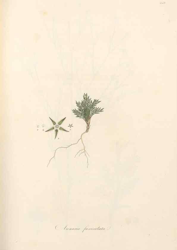 Reproducción/Reproduction 49557068033: Flora Graeca, sive, Plantarum rariorum historia, quas in provinciis aut insulis Graeciae /. Londini :Typis Richardi Taylor et socii, in Vico Shoe-Lane :MDCCCVI-MDCCCXL [1806-1840].. 