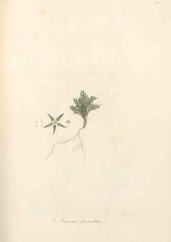 Reproducción/Reproduction 49557068033: Flora Graeca, sive, Plantarum rariorum historia, quas in provinciis aut insulis Graeciae /. Londini :Typis Richardi Taylor et socii, in Vico Shoe-Lane :MDCCCVI-MDCCCXL [1806-1840].. 