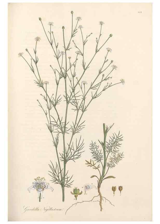 Reproducción/Reproduction 49557566016: Flora Graeca, sive, Plantarum rariorum historia, quas in provinciis aut insulis Graeciae /. Londini :Typis Richardi Taylor et socii, in Vico Shoe-Lane :MDCCCVI-MDCCCXL [1806-1840].. 