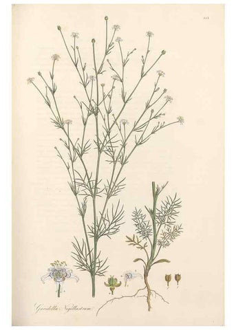 Reproducción/Reproduction 49557566016: Flora Graeca, sive, Plantarum rariorum historia, quas in provinciis aut insulis Graeciae /. Londini :Typis Richardi Taylor et socii, in Vico Shoe-Lane :MDCCCVI-MDCCCXL [1806-1840].. 
