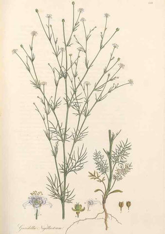 Reproducción/Reproduction 49557566016: Flora Graeca, sive, Plantarum rariorum historia, quas in provinciis aut insulis Graeciae /. Londini :Typis Richardi Taylor et socii, in Vico Shoe-Lane :MDCCCVI-MDCCCXL [1806-1840].. 