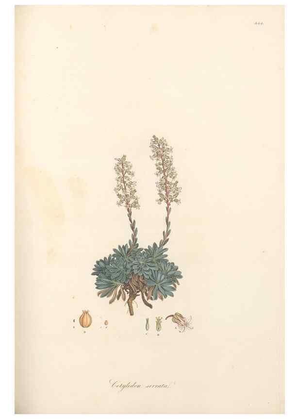 Reproducción/Reproduction 49557566386: Flora Graeca, sive, Plantarum rariorum historia, quas in provinciis aut insulis Graeciae /. Londini :Typis Richardi Taylor et socii, in Vico Shoe-Lane :MDCCCVI-MDCCCXL [1806-1840].. 