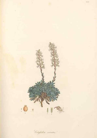 Reproducción/Reproduction 49557566386: Flora Graeca, sive, Plantarum rariorum historia, quas in provinciis aut insulis Graeciae /. Londini :Typis Richardi Taylor et socii, in Vico Shoe-Lane :MDCCCVI-MDCCCXL [1806-1840].. 
