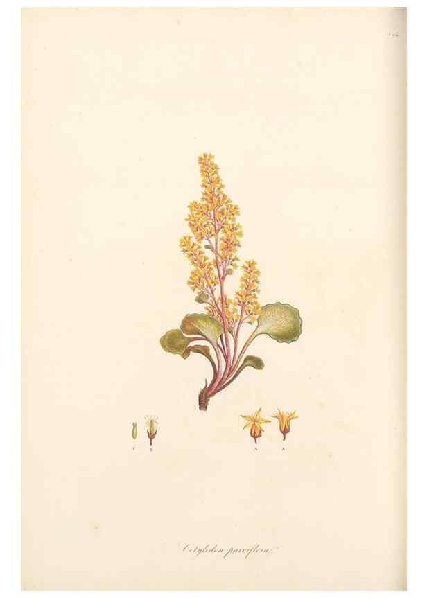 Reproducción/Reproduction 49557068968: Flora Graeca, sive, Plantarum rariorum historia, quas in provinciis aut insulis Graeciae /. Londini :Typis Richardi Taylor et socii, in Vico Shoe-Lane :MDCCCVI-MDCCCXL [1806-1840].. 