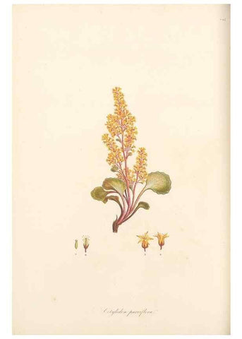 Reproducción/Reproduction 49557068968: Flora Graeca, sive, Plantarum rariorum historia, quas in provinciis aut insulis Graeciae /. Londini :Typis Richardi Taylor et socii, in Vico Shoe-Lane :MDCCCVI-MDCCCXL [1806-1840].. 