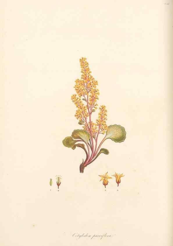 Reproducción/Reproduction 49557068968: Flora Graeca, sive, Plantarum rariorum historia, quas in provinciis aut insulis Graeciae /. Londini :Typis Richardi Taylor et socii, in Vico Shoe-Lane :MDCCCVI-MDCCCXL [1806-1840].. 