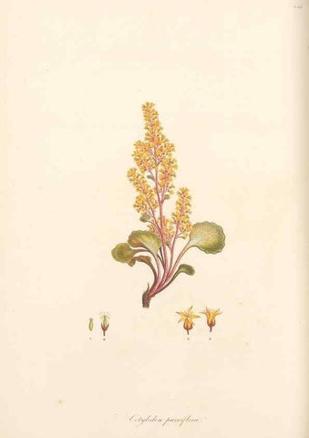 Reproducción/Reproduction 49557068968: Flora Graeca, sive, Plantarum rariorum historia, quas in provinciis aut insulis Graeciae /. Londini :Typis Richardi Taylor et socii, in Vico Shoe-Lane :MDCCCVI-MDCCCXL [1806-1840].. 
