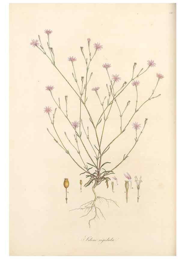Reproducción/Reproduction 49557797017: Flora Graeca, sive, Plantarum rariorum historia, quas in provinciis aut insulis Graeciae /. Londini :Typis Richardi Taylor et socii, in Vico Shoe-Lane :MDCCCVI-MDCCCXL [1806-1840].. 