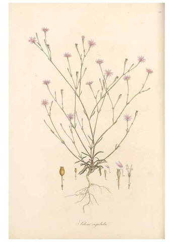 Reproducción/Reproduction 49557797017: Flora Graeca, sive, Plantarum rariorum historia, quas in provinciis aut insulis Graeciae /. Londini :Typis Richardi Taylor et socii, in Vico Shoe-Lane :MDCCCVI-MDCCCXL [1806-1840].. 
