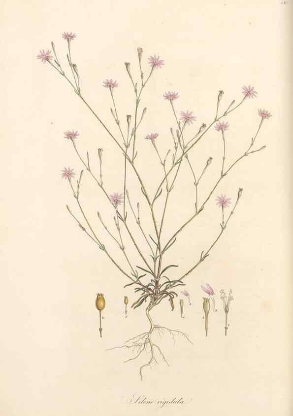 Reproducción/Reproduction 49557797017: Flora Graeca, sive, Plantarum rariorum historia, quas in provinciis aut insulis Graeciae /. Londini :Typis Richardi Taylor et socii, in Vico Shoe-Lane :MDCCCVI-MDCCCXL [1806-1840].. 