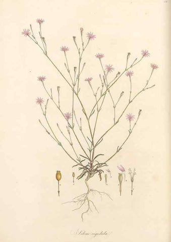 Reproducción/Reproduction 49557797017: Flora Graeca, sive, Plantarum rariorum historia, quas in provinciis aut insulis Graeciae /. Londini :Typis Richardi Taylor et socii, in Vico Shoe-Lane :MDCCCVI-MDCCCXL [1806-1840].. 